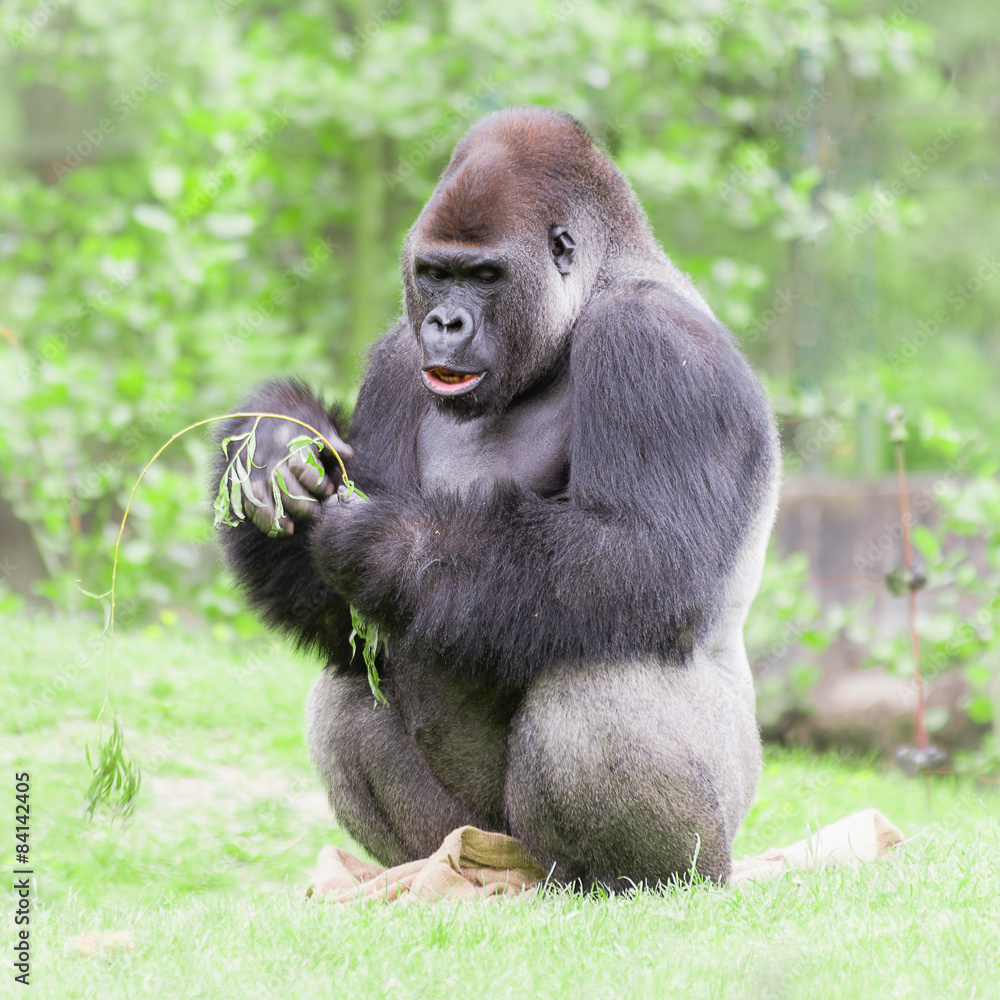 Naklejka premium Gorilla