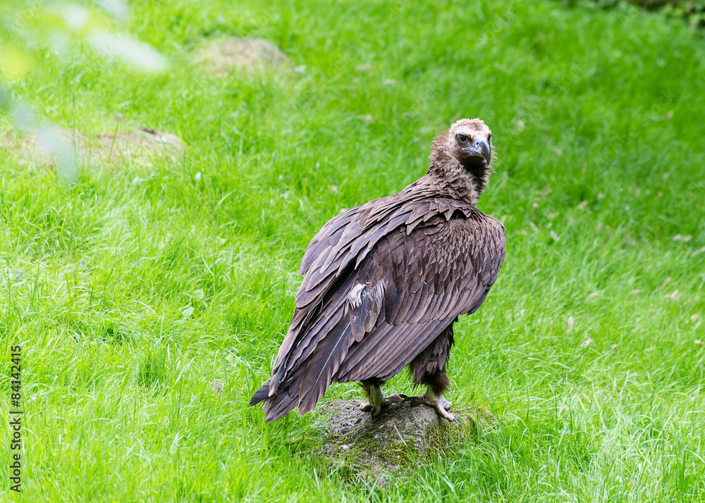 Obraz premium Geier