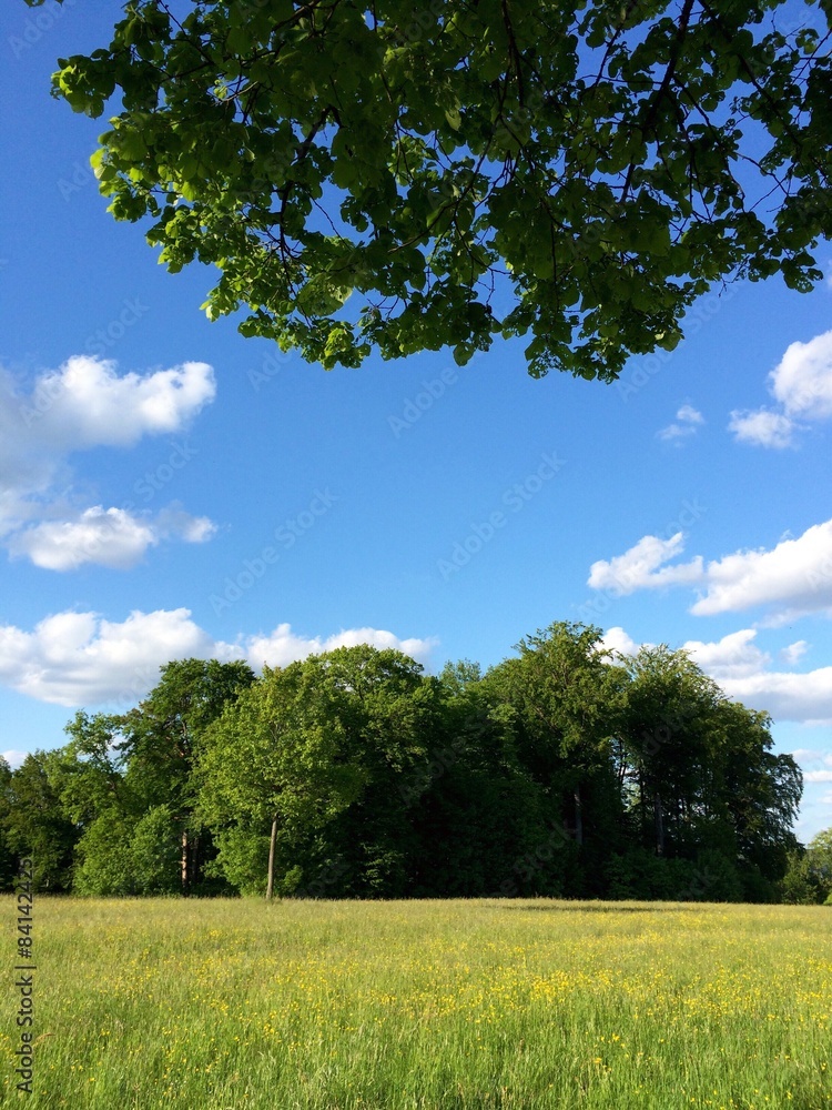 Baumgruppe in der Wiese