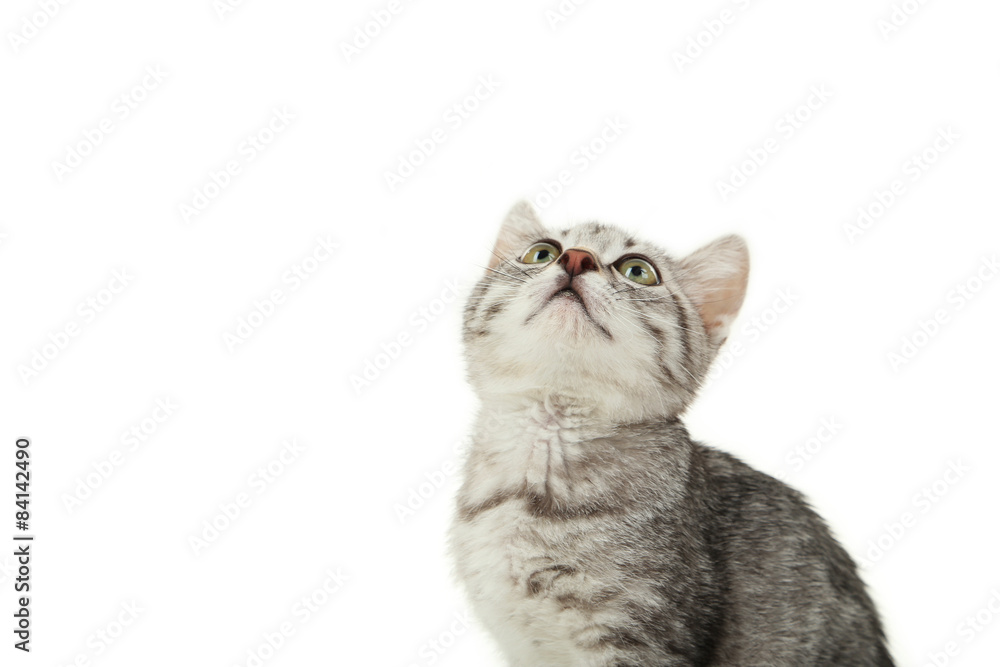 Fototapeta premium Beautiful cat on white background