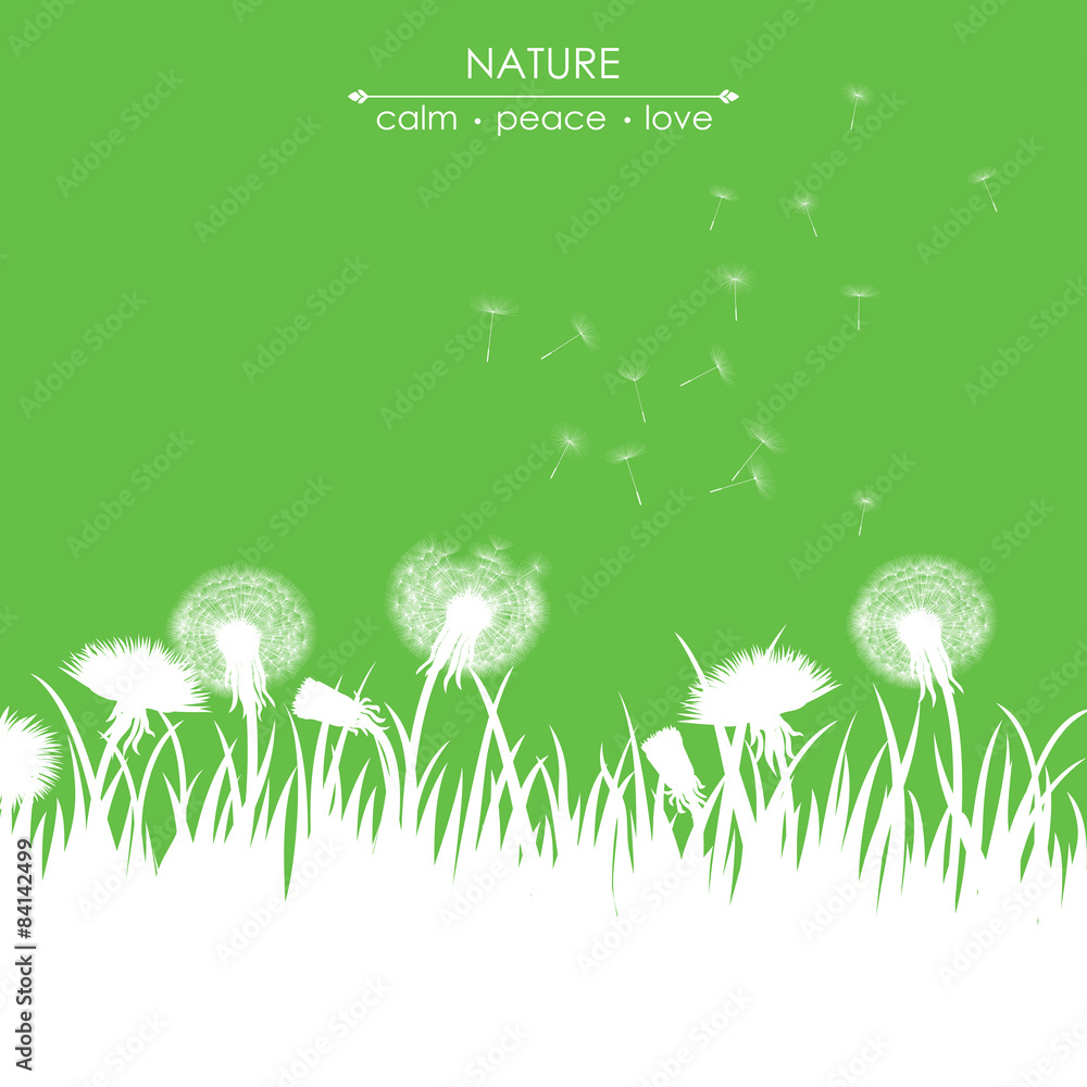 Obraz premium dandelions on green background
