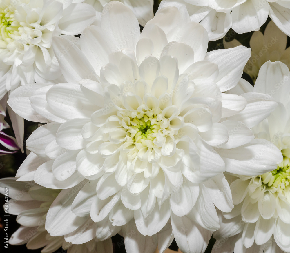 White chrysanthemum flowers, close up