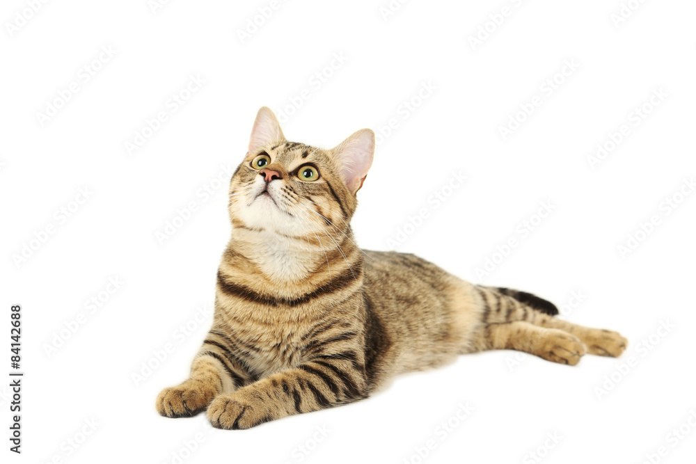 Beautiful cat isolated on white background Beautiful cat isolated on white background