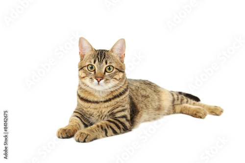 Beautiful cat isolated on white background © 5second