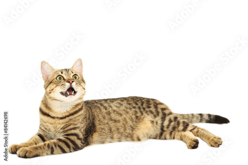 Wallpaper Mural Beautiful cat isolated on white background Torontodigital.ca