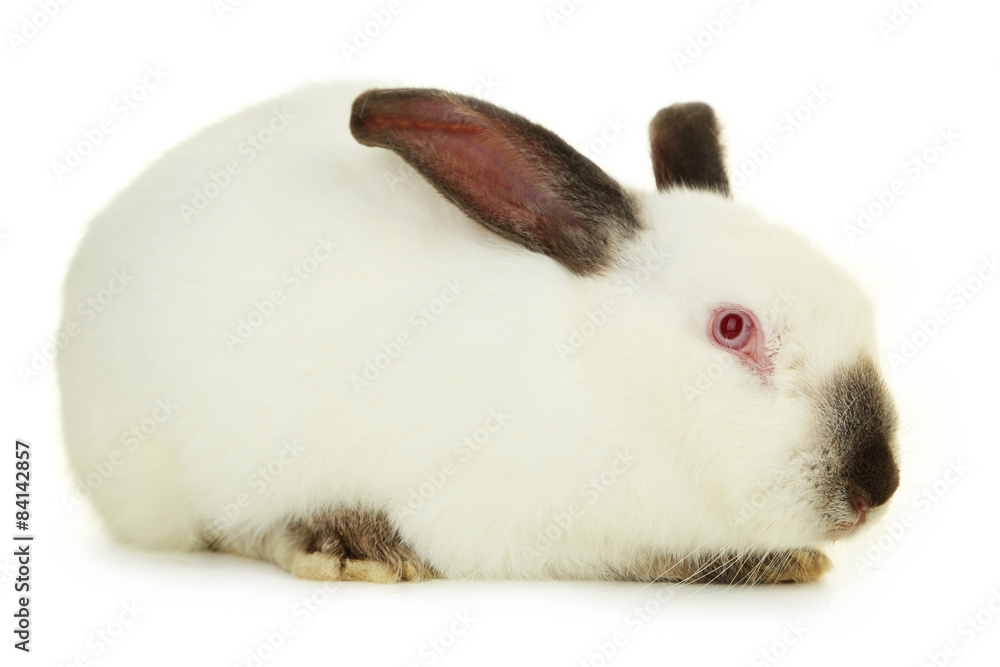 White rabbit isolated on white White rabbit isolated on white