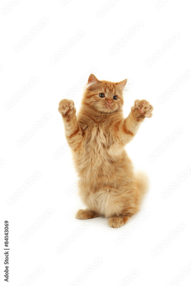 Redhead long hair kitten isolated on white Redhead long hair kitten isolated on white
