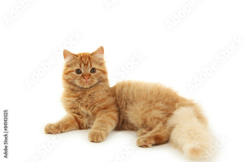 Redhead long hair kitten isolated on white © 5second