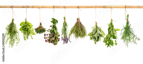 Fotografie, Tablou Collection of fresh herbs. Basil, sage, dill, thyme, mint, laven