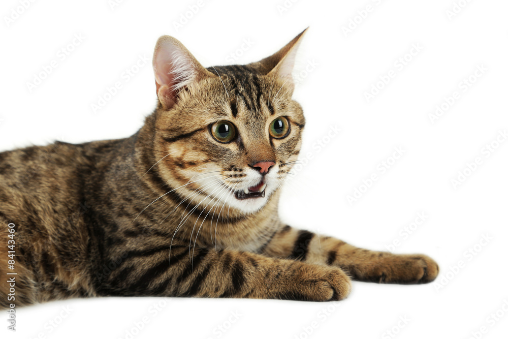 Obraz premium Beautiful cat on white background