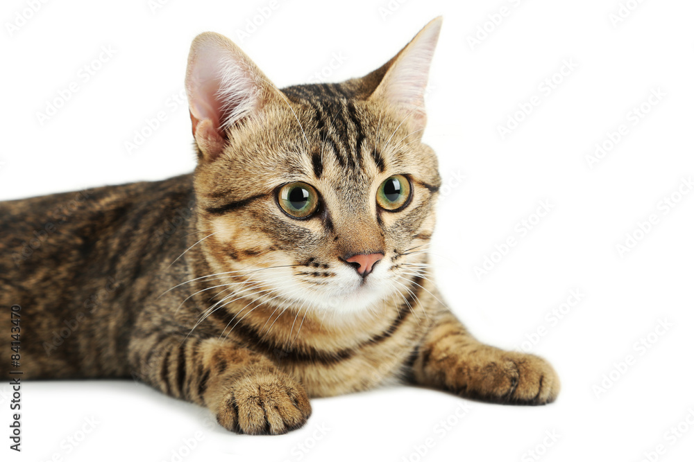 Obraz premium Piękny kot na białym tle
