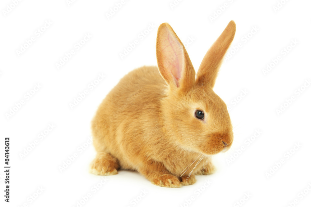 Young red rabbit isolated on white Young red rabbit isolated on white