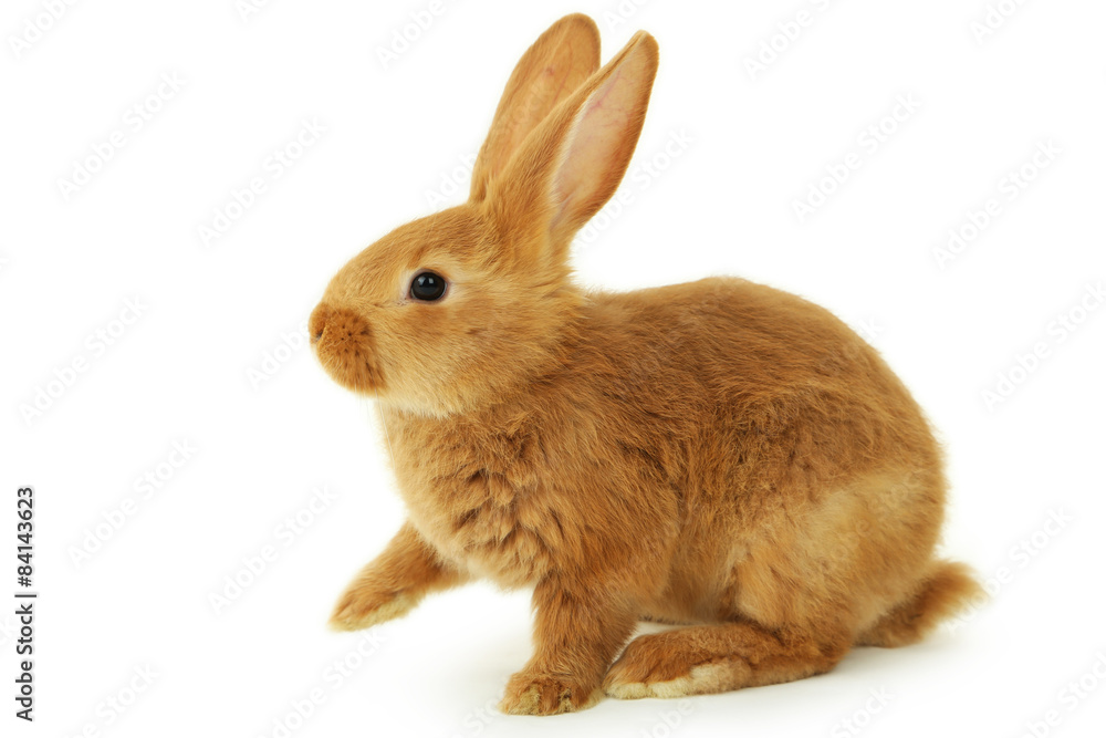 Young red rabbit isolated on white