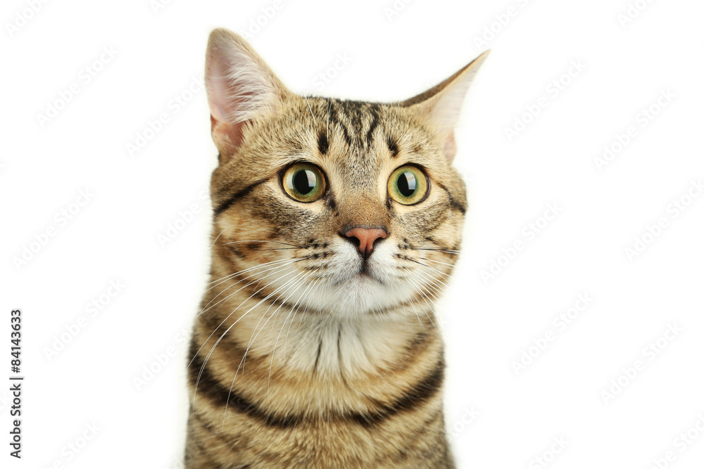 Beautiful cat on white background