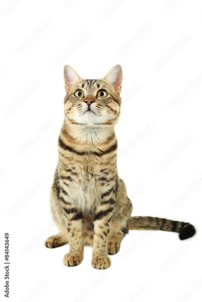 Beautiful cat isolated on white Beautiful cat isolated on white