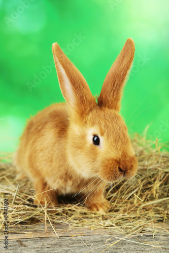 Young red rabbit in hay on green background