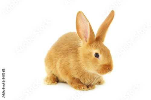 Young red rabbit isolated on white © 5second