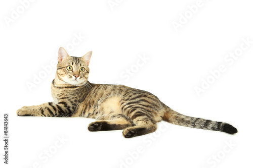 Beautiful cat isolated on white © 5second