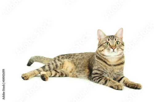 Beautiful cat isolated on white