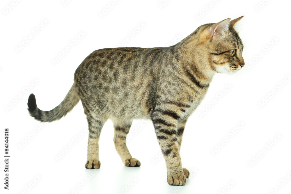Obraz premium Beautiful cat on white background