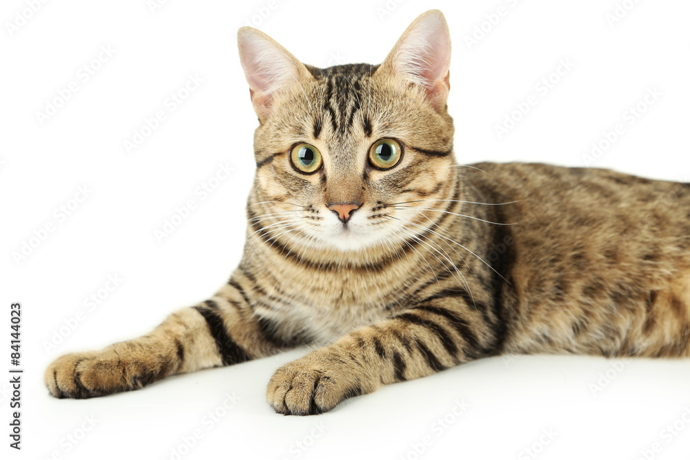 Beautiful cat on white background Beautiful cat on white background