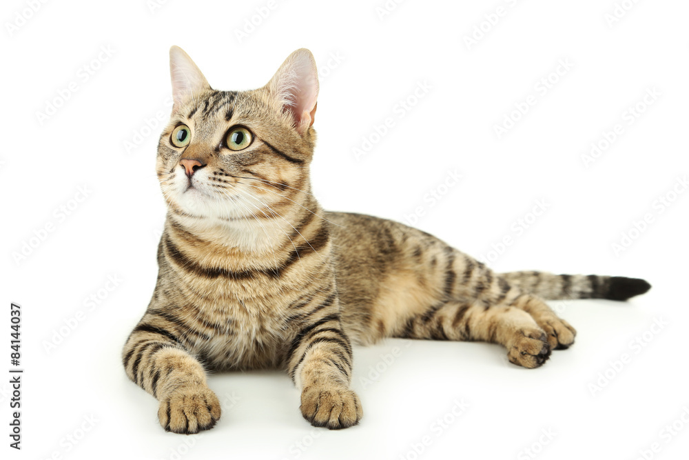 Beautiful cat isolated on white Beautiful cat isolated on white