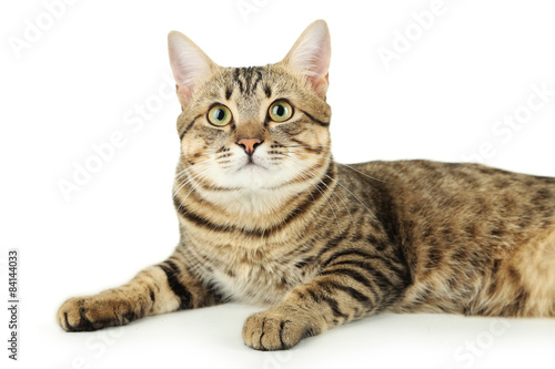 Beautiful cat on white background © 5second