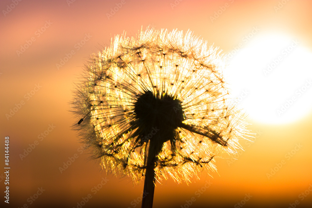 Dandelion flower with sunset