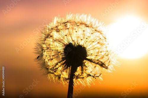 Dandelion flower with sunset