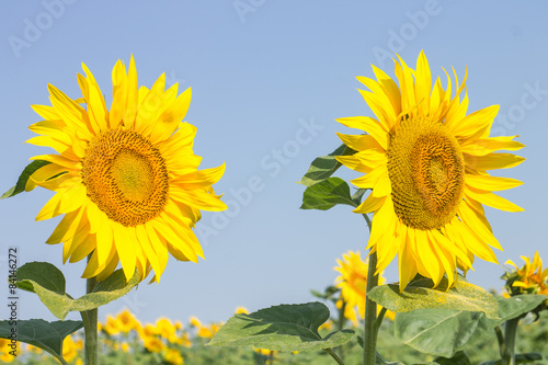 Two ripe sunflowers on summer blue sky background