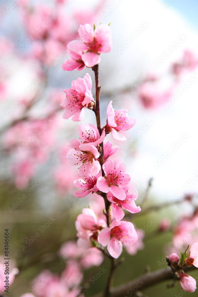 Obraz premium Kwitnąca brzoskwinia