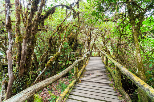 Beautiful rain forest at angka nature trail in doiinthanon © pittawut