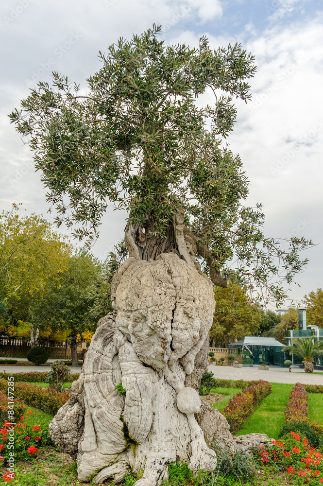 Obraz premium Special type of old olive tree ready for harvest in Baku