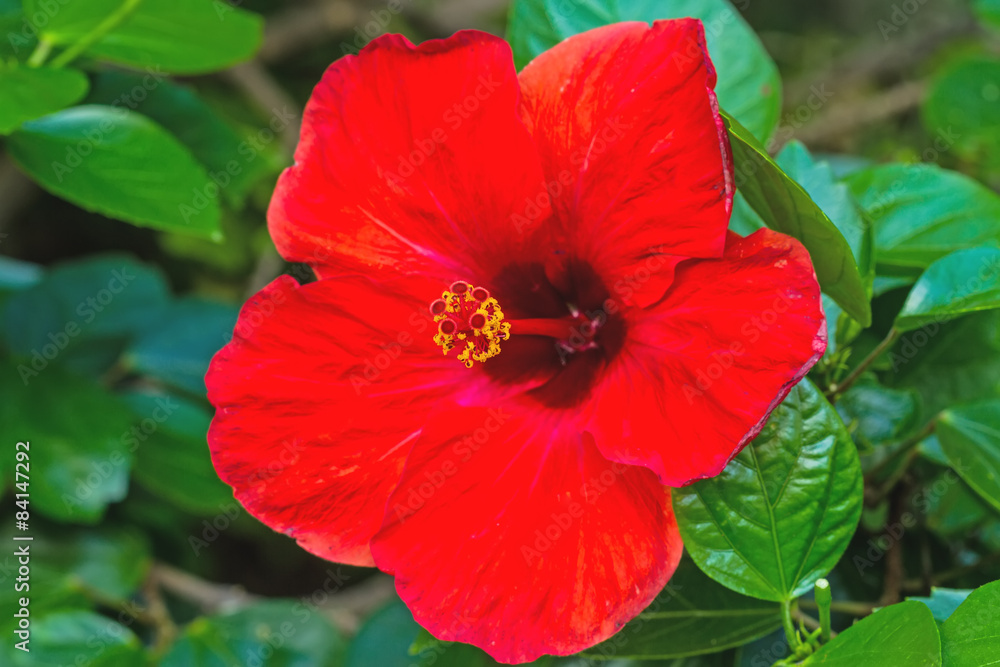 Macro of red China Rose flower (Chinese hibiscus, Macro of red China Rose flower (Chinese hibiscus,