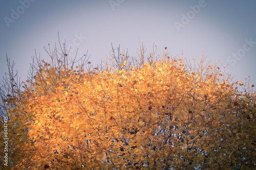 Top of autumn maple tree with yellow foliage on blue sky © skumer