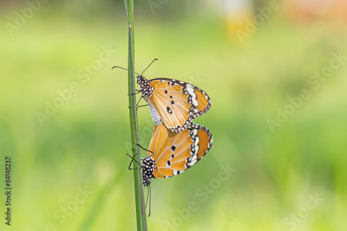 Close up Common Tiger butterfly (Danaus genutia) hybridize  photo