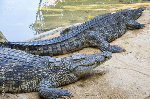 Alligator near water
