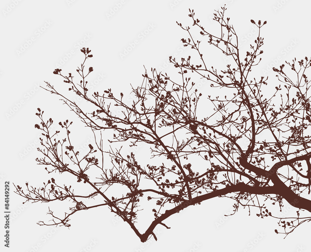 Fototapeta premium branch of a blooming tree