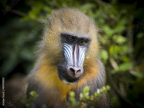 Mandrill (Mandrillus sphinx)