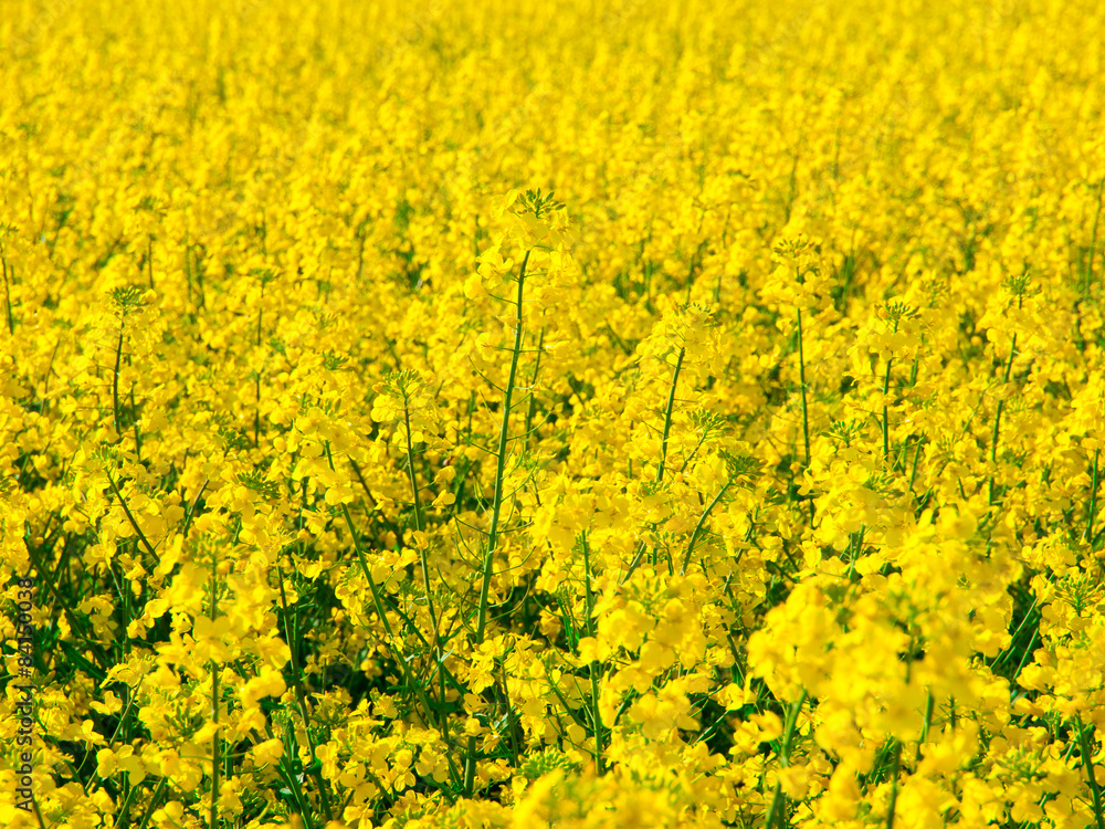 Yellow field of rape plant canola Yellow field of rape plant canola