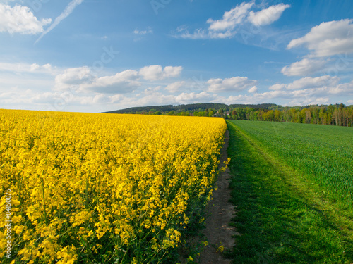 Rape plant field