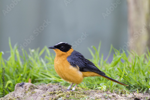 Snowy crowned robin chat