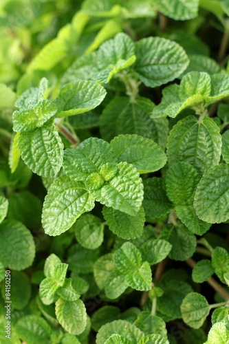 Pepper mint leaves at the nature