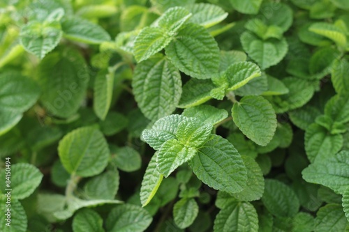 Pepper mint leaves at the nature