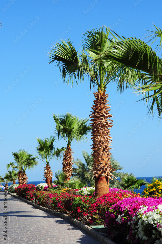 Palm trees,beautiful  flowers and footway in tropical garden