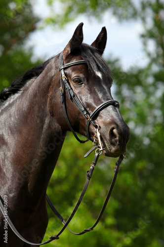 Bridled Hanoverian, black horse, portrait
