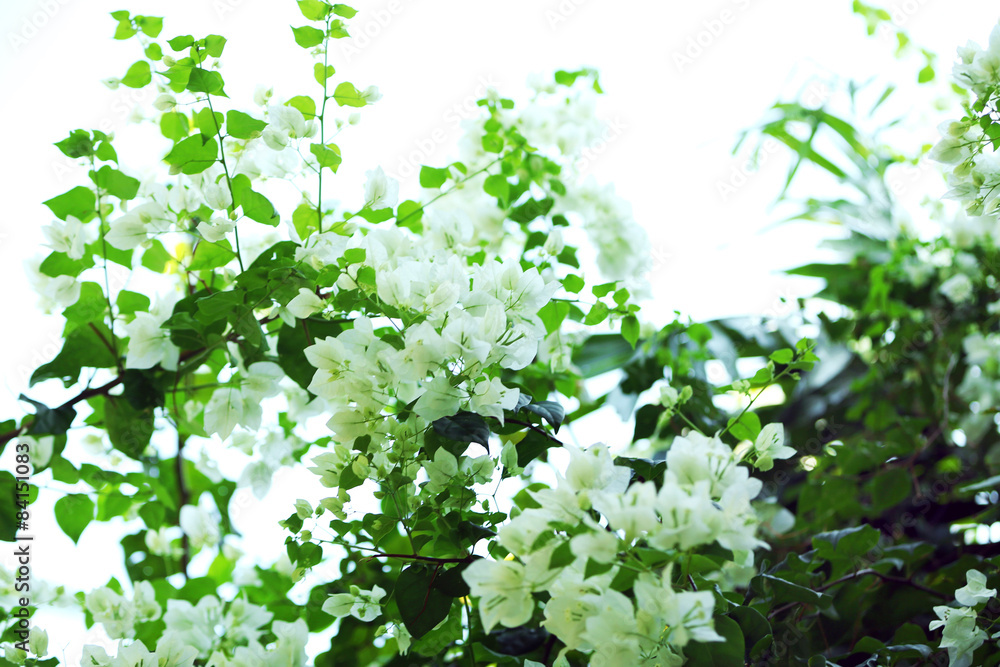 White flowers and green leaves, closeup White flowers and green leaves, closeup