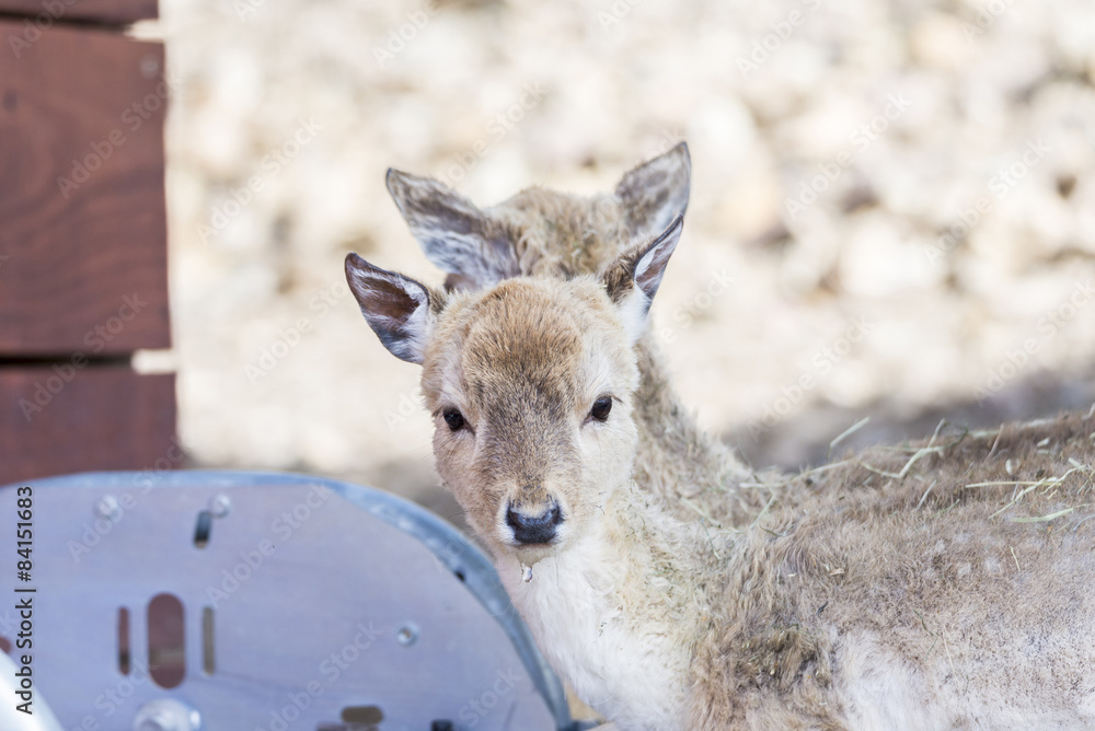 Obraz premium portrait of a young deer
