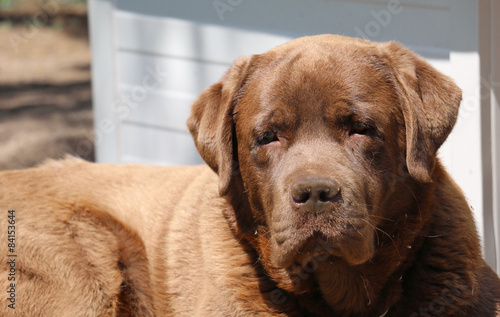 labrador retriever dog portrait