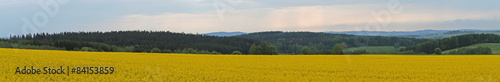 Frühling/Ein Rapsfeld und bewaldete Hügel des Erzgebirges